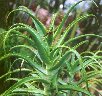 Aloe copac proprietăți utile și aplicarea de aloe în tratamentul bolilor