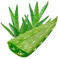 Aloe vera pentru toate ocaziile de păr