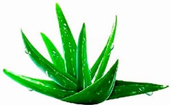 Aloe vera pentru toate ocaziile de păr