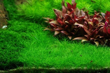 Alternantara conținut de plante de acvariu, foto-video de revizuire