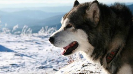 Alaskan Malamute oaspete exotic în apartament