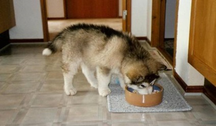 Alaskan Malamute oaspete exotic în apartament