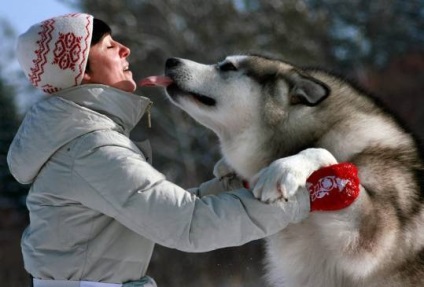 Alaskan Malamute oaspete exotic în apartament