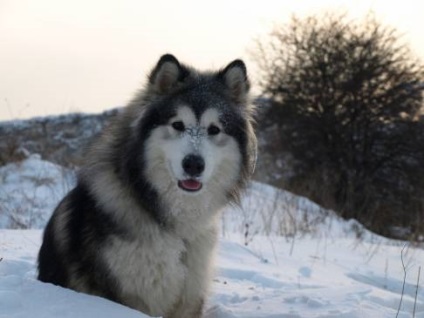 Alaskan Malamute oaspete exotic în apartament