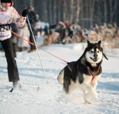 Alaskan Malamute oaspete exotic în apartament