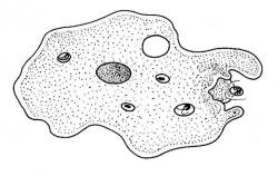 Amoeba foto amoeba, ciclul de viață al amoeba, simptome de infecție cu amoeba, opticialt