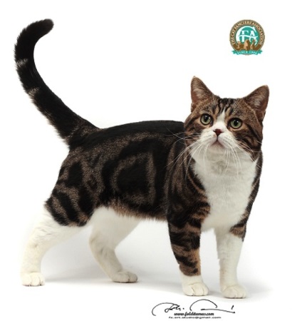 American Shorthair pisoi pentru a cumpara - American Shorthair rasa