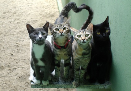 Experții americani au identificat cinci tipuri de caractere asemănătoare pisicilor, știri de pisici
