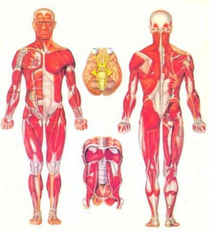 Anatomia, fiziologia, psihologia și igiena umană