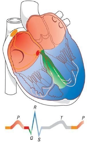 Anatomia și fiziologia sistemului de conducere cardiacă
