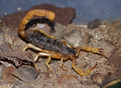 Androctonus (androctonus) - unul dintre scorpionii otrăviți