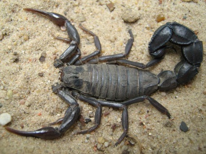 Androctonus (androctonus) - unul dintre scorpionii otrăviți