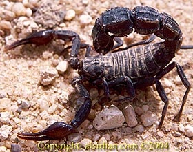 Androktonus vastag farkú (androctonus crassicauda) fekete farkú skorpió, tartalom