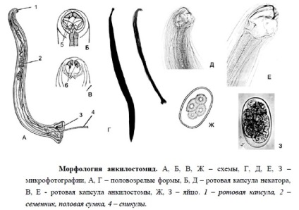 Ankylostomosis kezelési módszerek, tünetek emberekben