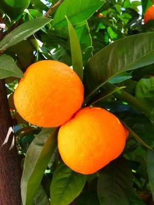 Plantarea portocalie și îngrijirea în aer liber