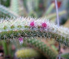 Apopocactus îngrijire, reproducere, transplant, specii