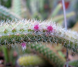 Apopocactus ellátás, reprodukció, transzplantáció, faj