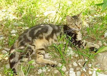 Arabica sokokok, o pepinieră de pisici de rasă de сокок sau pădure kenyană