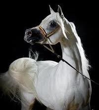 Cai arabi - darul Celui Preaînalt