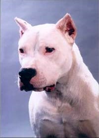 Fotografia de câine argentinian, dogo argentino, istoria originii câinelui de câine argentinian