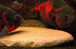 Astronotus - conținut, fotografie, reproducere