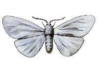 Pillangó fehér amerikai, könyvtár