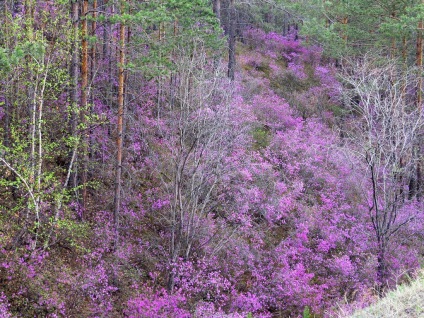 Fotografiile și tipurile Ledum, plantarea și îngrijirea, proprietățile utile ale plantelor