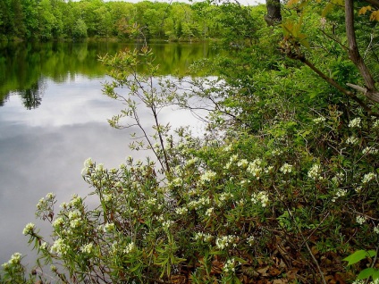 Fotografiile și tipurile Ledum, plantarea și îngrijirea, proprietățile utile ale plantelor