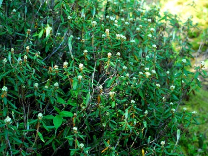 Fotografiile și tipurile Ledum, plantarea și îngrijirea, proprietățile utile ale plantelor