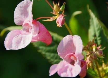 Balsam szoba és kert - fajták, mindent a virágokról és a hasznos növényekről