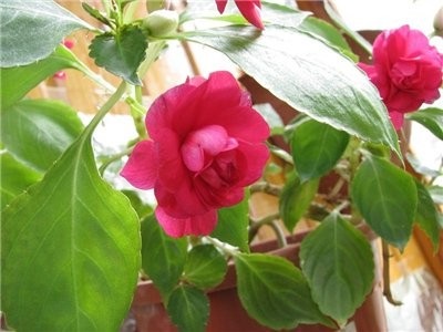 Balsam cameră și grădină - soiuri, toate despre flori și plante utile