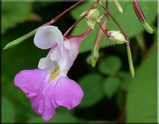 Impatiens зала и градина - сорт, всичко за цветята и полезни растения