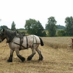 Rasa bashkirian de cai, tinker, șaibă și altă descriere a cailor de tracțiune