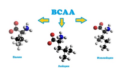 Bcaa - ce este și cum să o faceți corect?