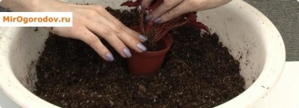 Begonia îngrijire la domiciliu pentru soiuri ornamentale-foioase și înflorire