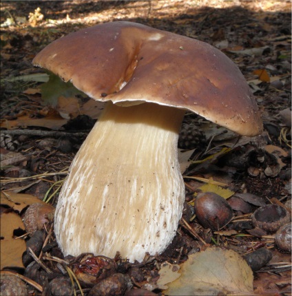 Ciuperca albă (boletus edulis)