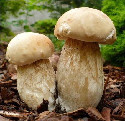 Ciuperca albă (boletus edulis)