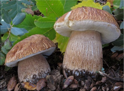 Ciuperca albă (boletus edulis)