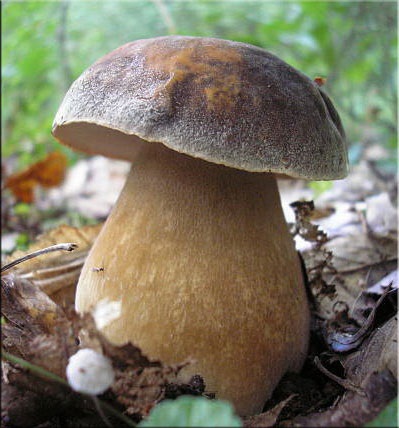 Ciuperca albă (boletus edulis)