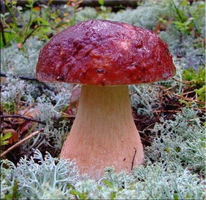 Ciuperca albă (boletus edulis)