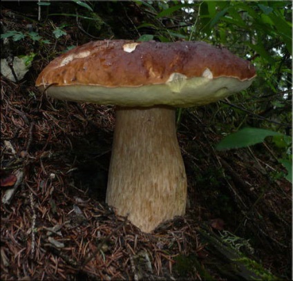 Ciuperca albă (boletus edulis)