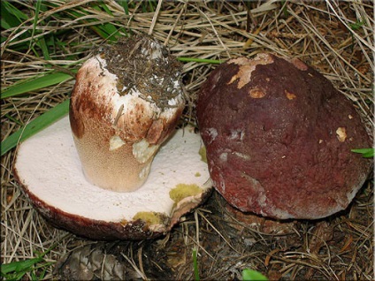 Ciuperca albă (boletus edulis)