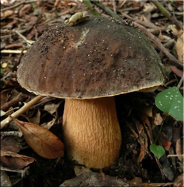 Ciuperca albă (boletus edulis)