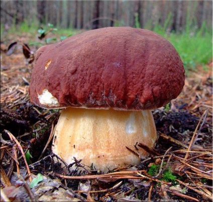 Ciuperca albă (boletus edulis)