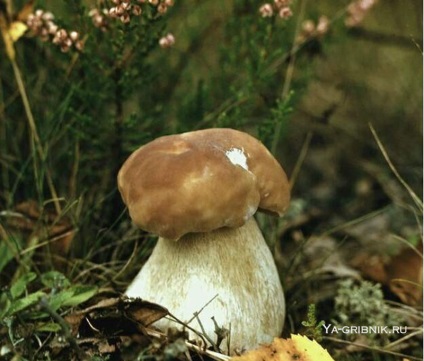 Ciupercă albă - descriere, fotografie