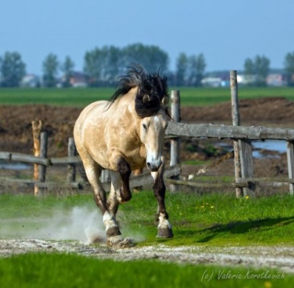 Traiectoria belarusă, liniile din rasă, istoria rasei, fapte interesante - site despre cai