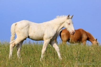 Fehérorosz bajnoki fajta, a fajták sorai, a fajta története, érdekes tények - a lovakról szóló site