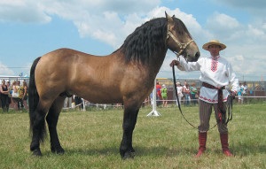 Descrierea rasei calului bielorusă și fotografie