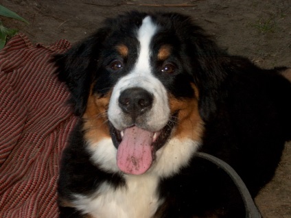 Câine de munte Bernese - un câine care poate râde - Ciobănesc german, câine de munte Bernese, mare