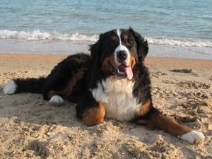 Câine de munte Bernese - totul despre rasă, istoria rasei, tratament, nutriție, câini Bernese Mountain Dog